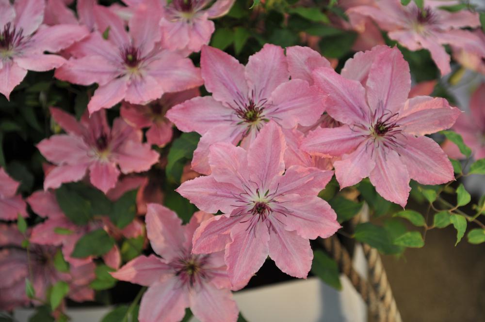 8" Clematis 'Sarah Elizabeth' ('Evipo098') Sarah Elizabeth™ Clematis 1009784