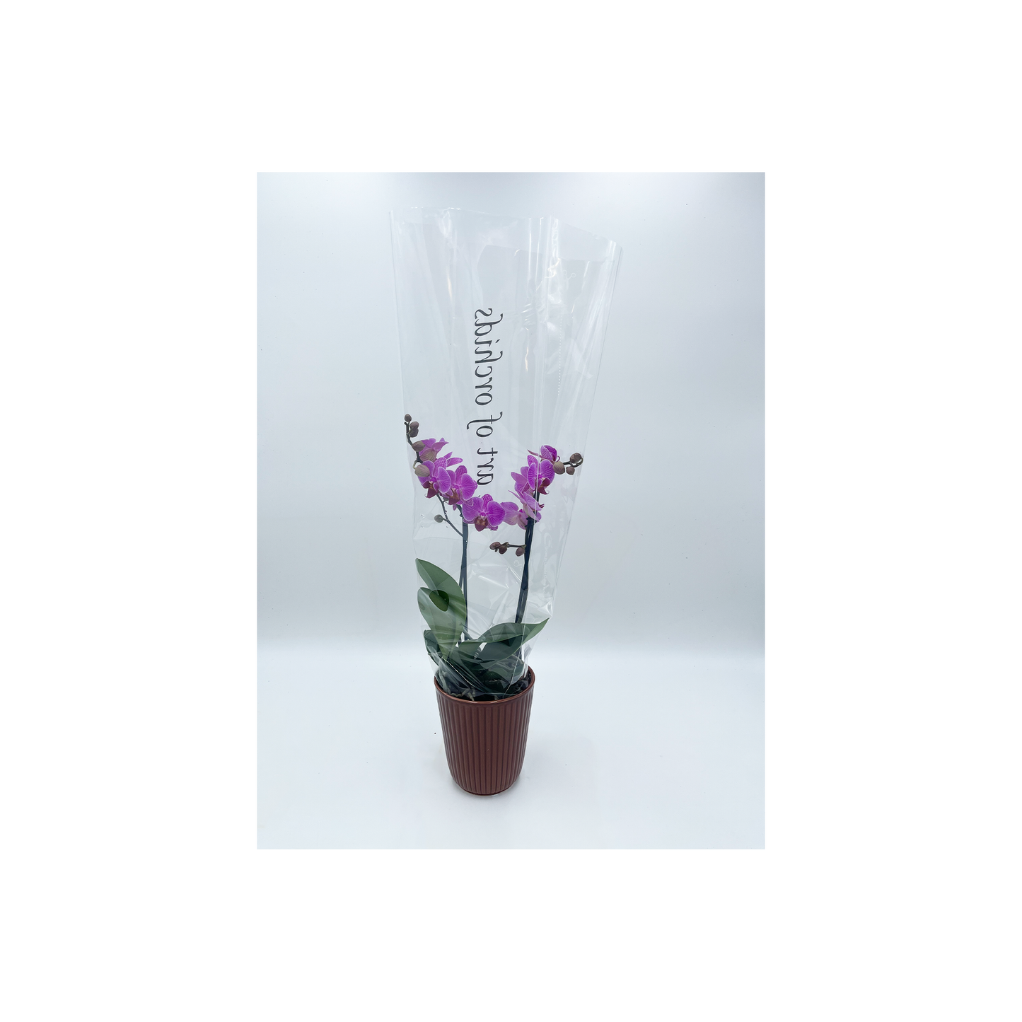 3.5" Orchid Phal Asst 1-2 Stem w/Ceramic T3691