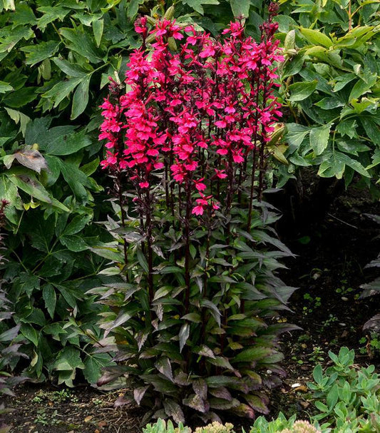 1G Lobelia speciosa 'Starship™ Rose' Rose Cardinal Flower (Hybrid Lobelia) 1015276