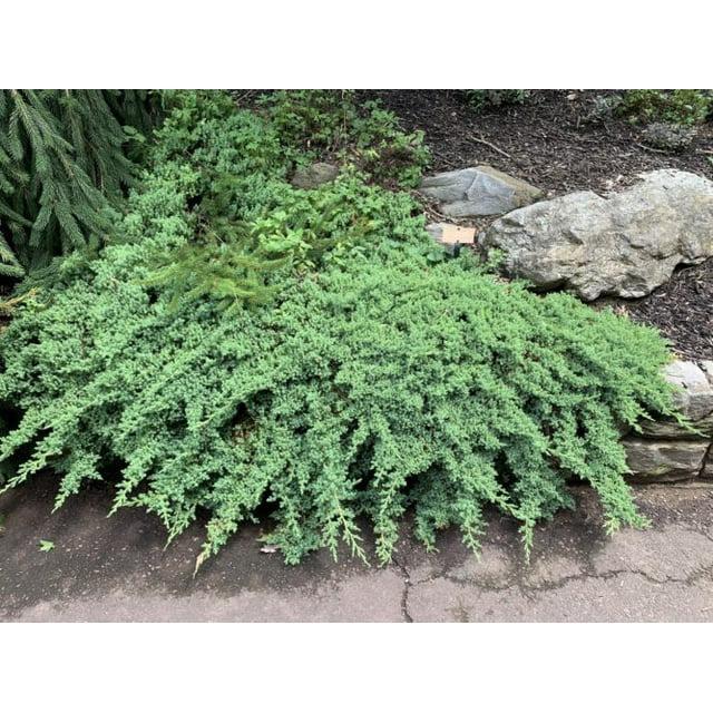 3G Juniperus procumbens 'Nana' Dwarf Japanese Juniper 1000055