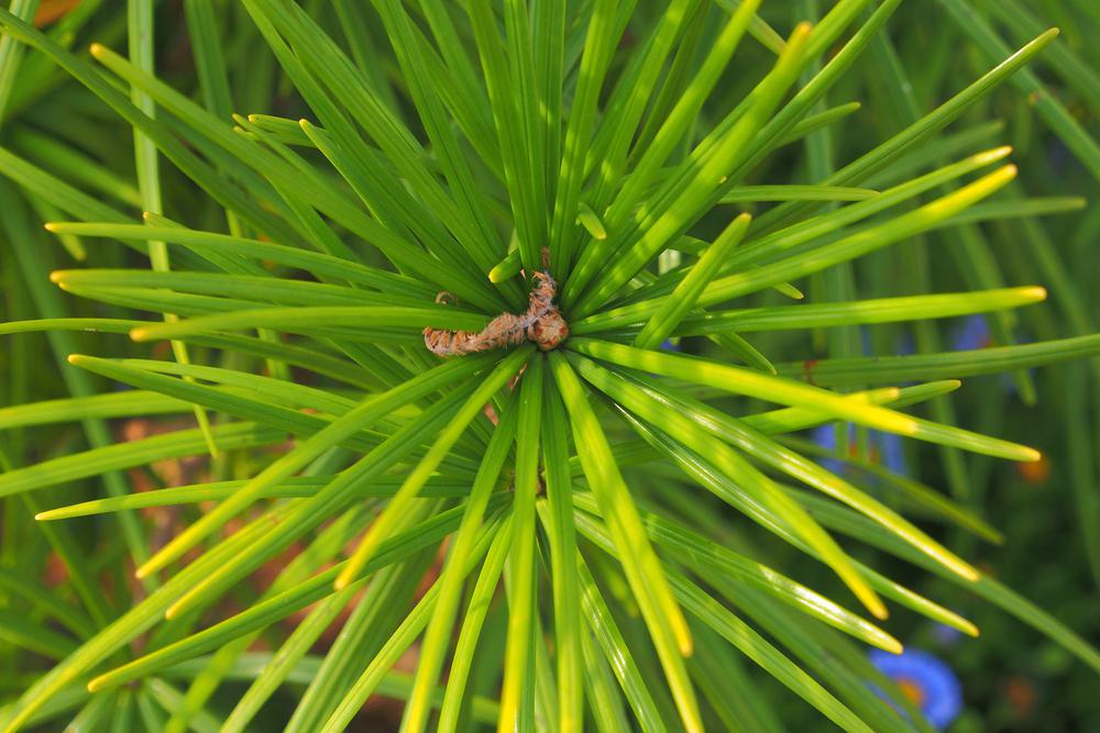 2G SCIADOPITYS VERTICILLATA `JOE KOZEY` Joe Kozey Japanese Umbrella Pine 1009908