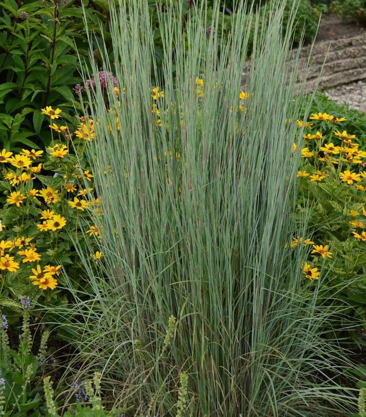 1G Schizachyrium scoparium Prairie Winds® 'Blue Paradise' Blue Paradise Little Bluestem: Patent PPAF 1008871