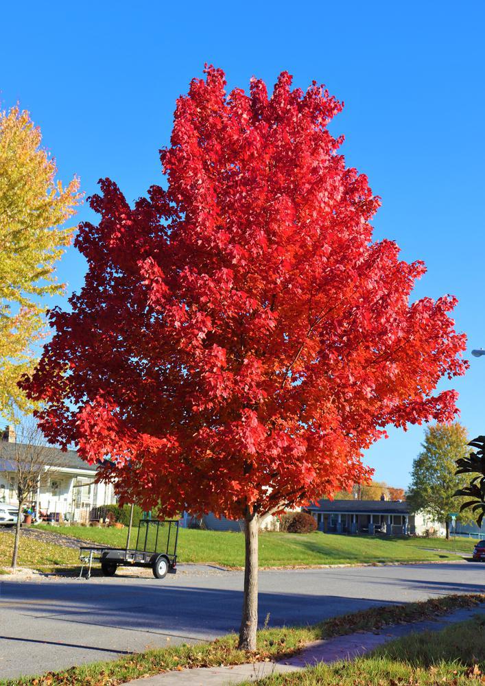 7G ACER X FREEMANII `AUTUMN BLAZE` (Japanese Maple) Freeman Maple: Patent PP4,864 1013704