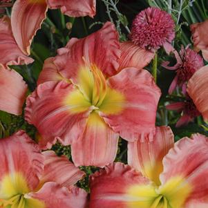 1G Hemerocallis STOLEN Treasure (Daylilly) 1012014