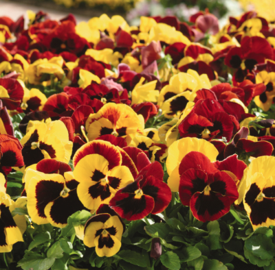 5.5" Pansy - Matrix Autumn Blaze Mix