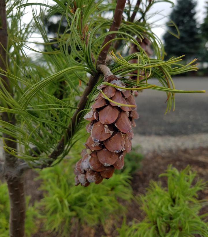 3G PINUS STROBUS TORULOSA (Scrub White Pine) Twisted Needle White Pine 1003949