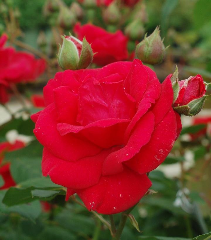 3G Rosa 'Blaze' Blaze Climbing Rose (Red) 1002403