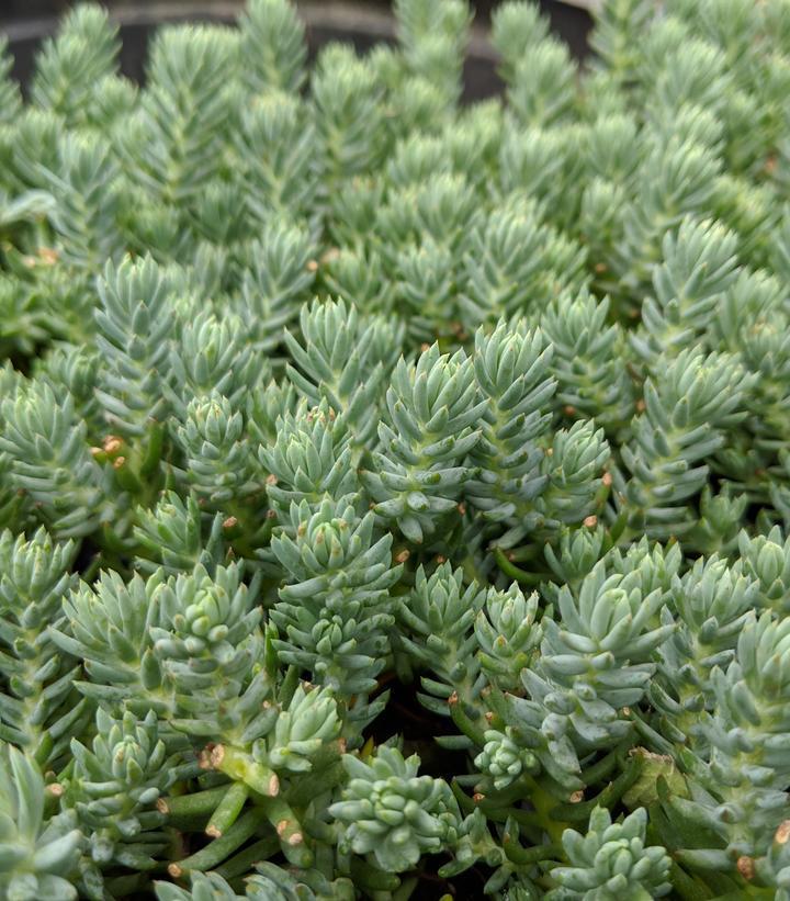 3" Sedum reflexum Blue Spruce Stonecrop -  1004517