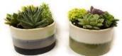 5" Succulent Rowan Bowls - 92176-HS