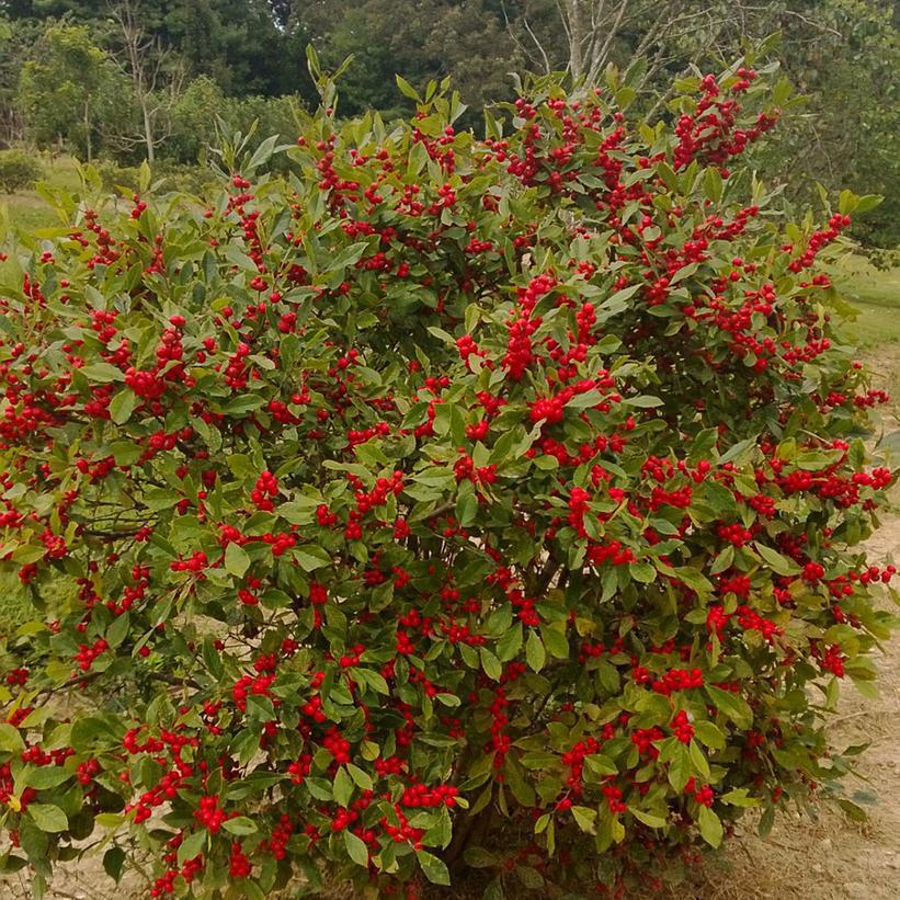 3G ILEX VERTICILLATA `LITTLE GOBLIN RED` (F - Berries/Pollinator) Little Goblin® Red Winterberry: Patent PPAF 1009481