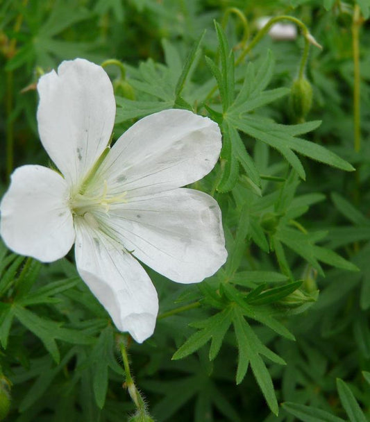 1G Geranium sanguineum 'Album' White Cranesbill Geranium 1000760