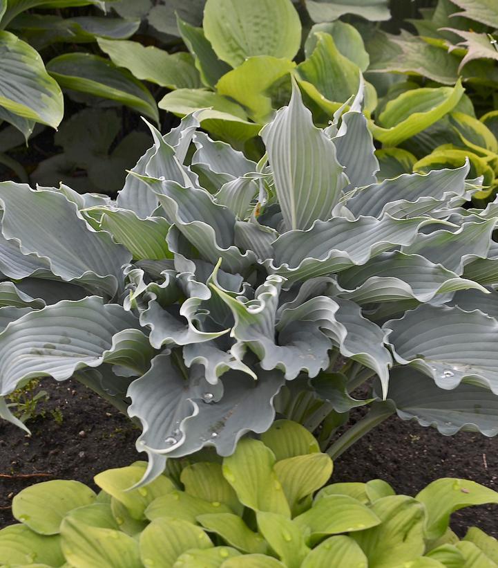 1G Hosta hybrid Shadowland 'Waterslide' Shadowland® Waterslide hosta: Patent PPAF 1009717 PRDS