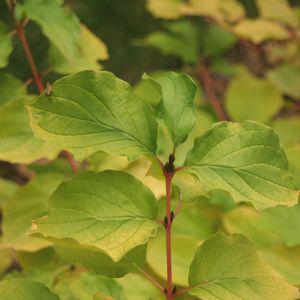 3G Cornus sanguinea Arctic Sun® ('Cato') Arctic Sun® Dogwood: Patent PP19892 1003691