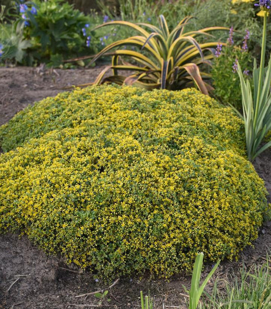 1G Sedum hybrid Rock 'N Grow 'Yellow Brick Road' Rock 'N Grow® 'Yellow Brick Road' Stonecrop: Patent PPAF 1011947