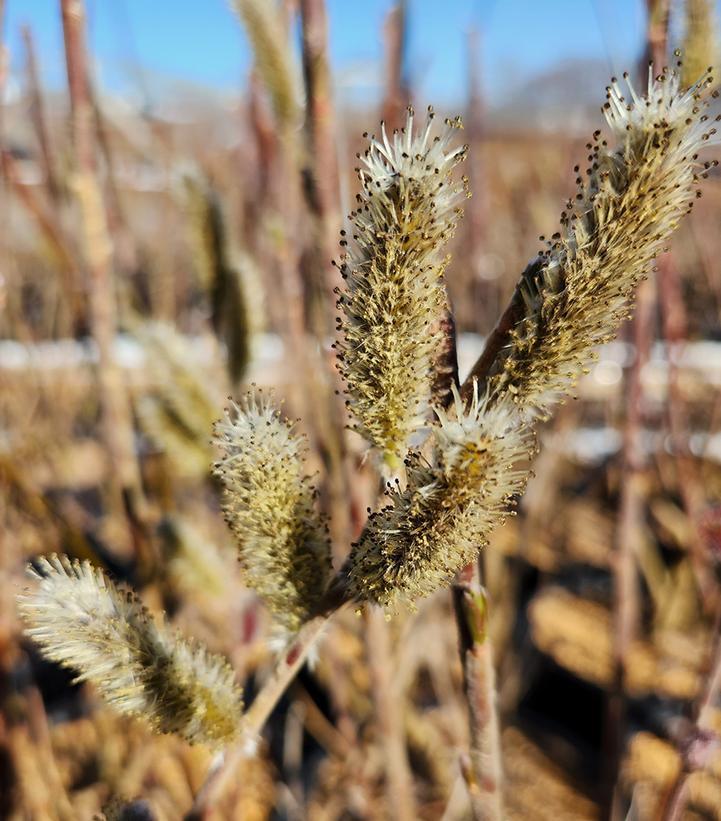 3G Black Pussy Willow (Salix gracilistyla melanostachys) Mt. Aso Pussy Willow 1006932