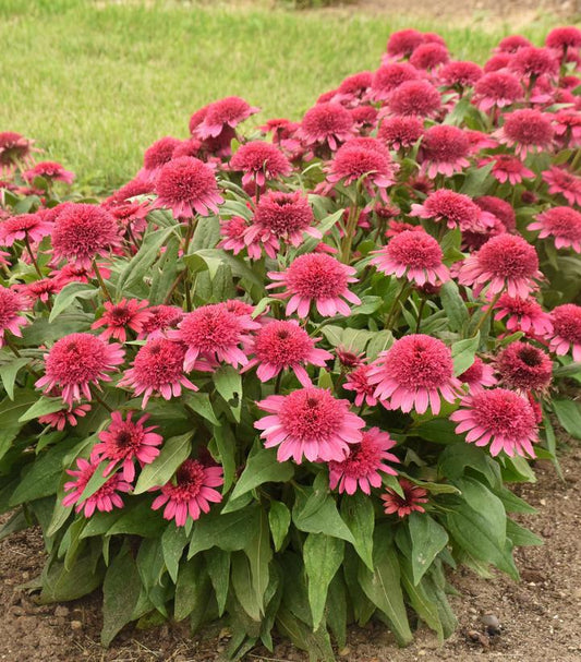 1G Echinacea hybrid 'Raspberry Beret' Double Coded™ Raspberry Beret Coneflower: Patent PPAF 1020332