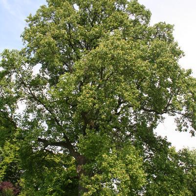 3G Liriodendron tulipifera Tulip Tree 1012802 DISSVF