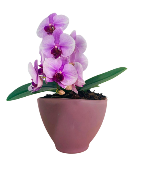 6" Orchid Phalaenopsis Artistica Swan Pink Glass - T4917