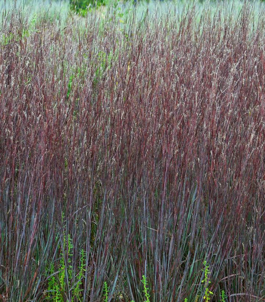 1G Schizachyrium scoparium Prairie Winds® 'Blue Paradise' Blue Paradise Little Bluestem: Patent PPAF 1008871