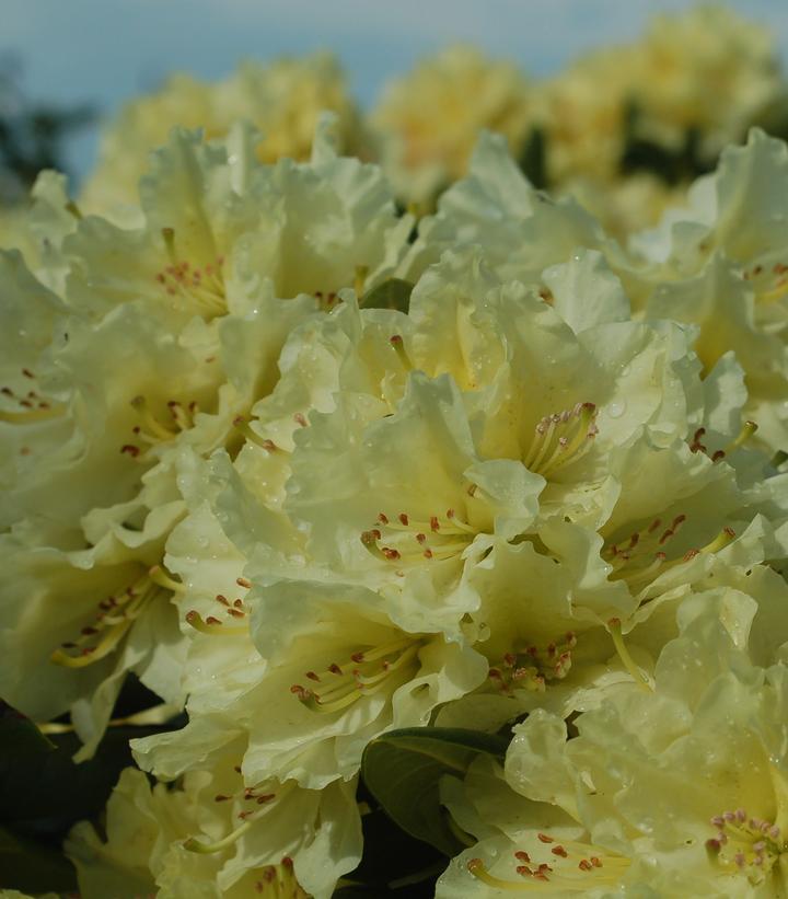 2G Rhododendron Capistrano Capistrano Rhododendron Evergreen 1002354