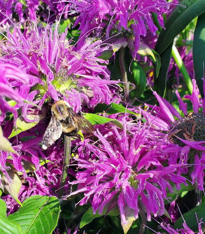 2G Monarda Blue Stocking ('Blaustrumpf') Blue Stocking Bee Balm 1004657