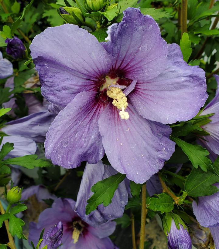 3G Hibiscus x 'Paraplu Violet' ('Minsybv3s01') Paraplu Violet® Rose of Sharon: Patent PP33,180 1012707