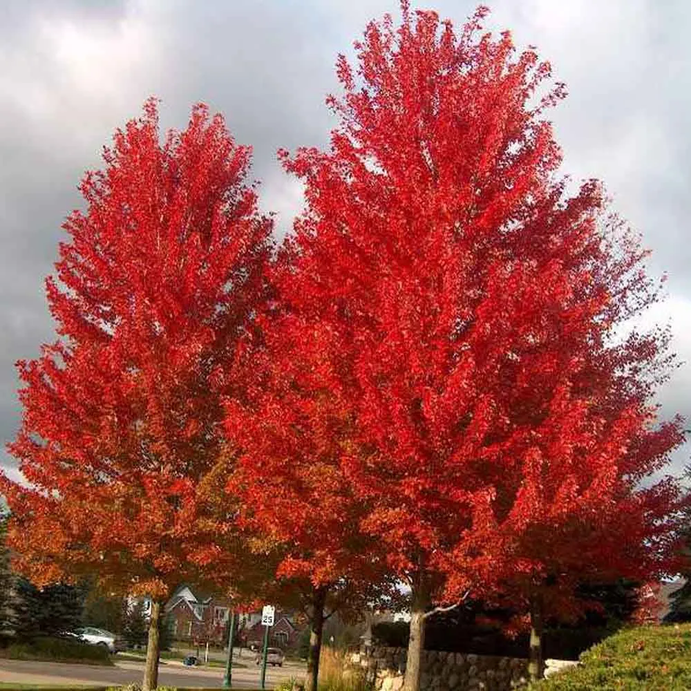 35G Acer x freemani Autumn Blaze® ('Jeffersred') Autumn Blaze® Freeman Maple: Patent PP4,864