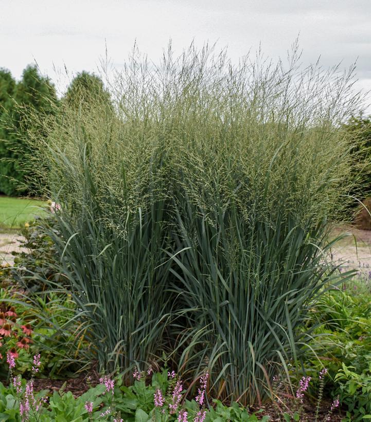 2G Panicum Prairie Winds® 'Totem Pole' Totem Pole Switch Grass: Patent PP29,951 1013829