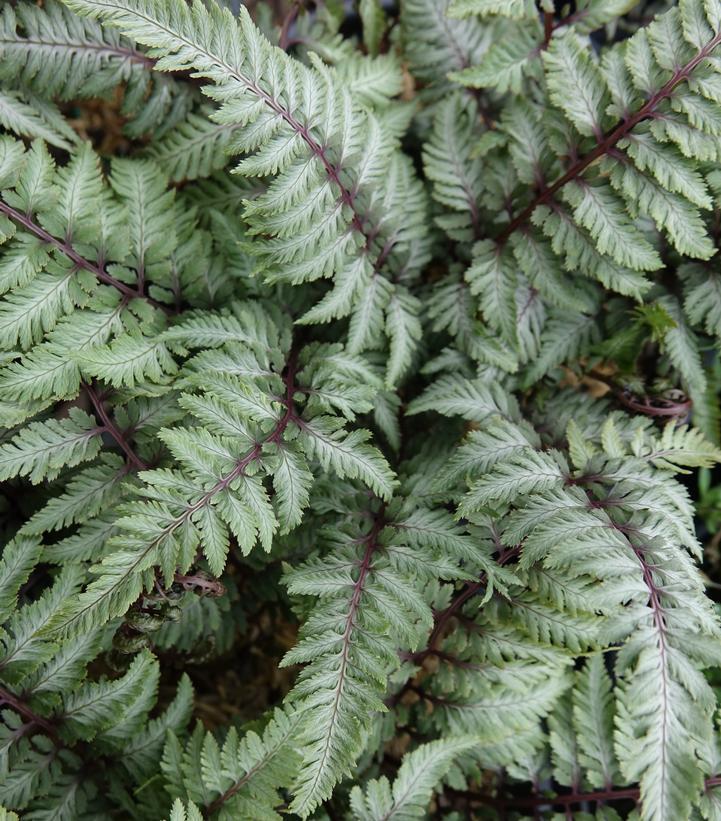 2G Athyrium nipponicum var. Pictum Japanese Painted Fern 1001390