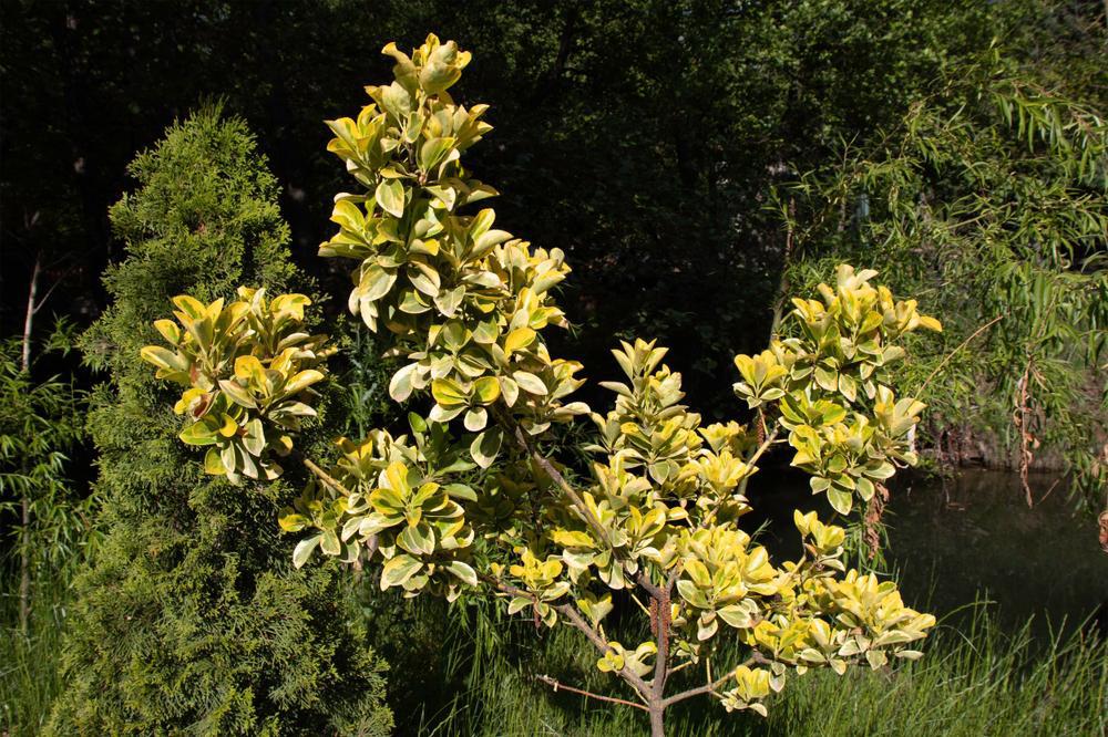 Euonymus f. 'Gold Splash' #2 ('Roemertwo') Gold Splash® Euonymus