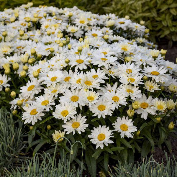 8" Leucanthemum superbum 'Spoonful Of Sugar' Spoonful Of Sugar Shasta Daisy: Patent PP28,760 1008853