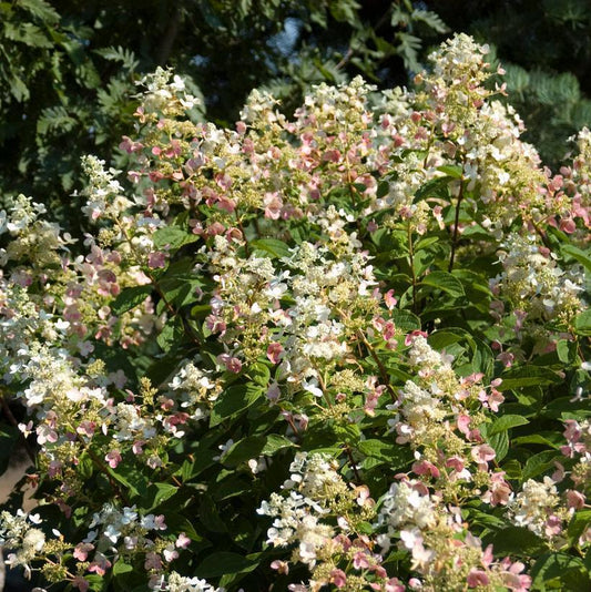 7G Hydrangea pan. 'Pink Diamond' - Tree Form Pink Diamond Panicle Hydrangea 1009285