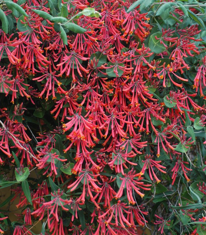 2G LONICERA SEMP. `MAJOR  WHEELER` Red Major Wheeler Trumpet Honeysuckle 1004931