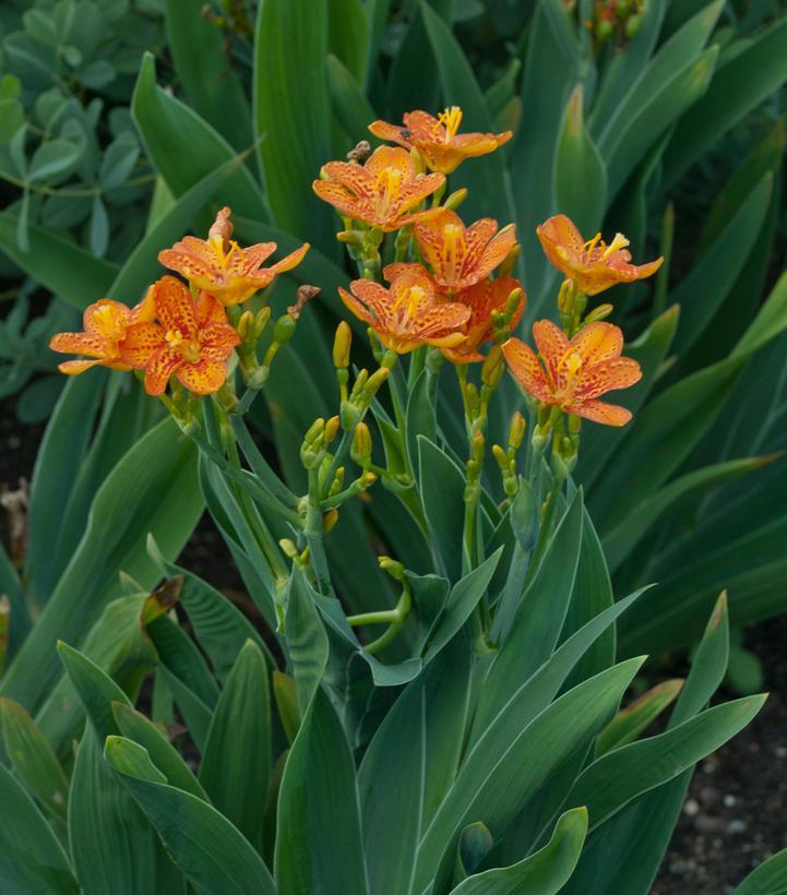 2G Belamcanda chinensis 'Freckle Face' Freckle Face Blackberry Lily