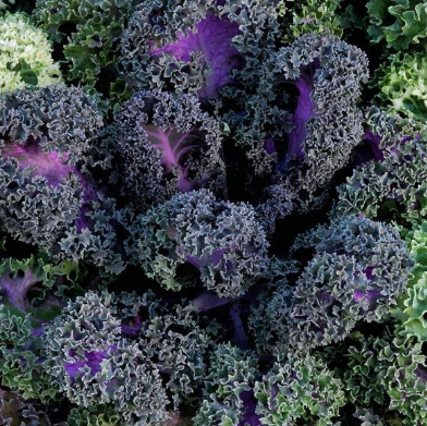 4.5" Ornamental Flowering Kale - Yokohama Red
