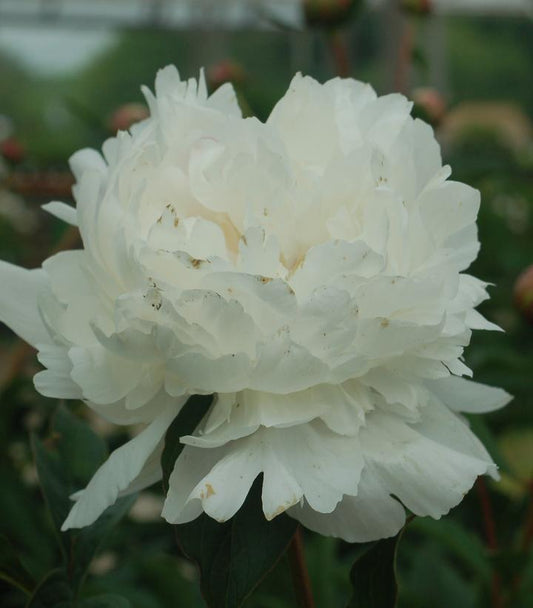 3G Paeonia 'Festiva Maxima' Festiva Maxima Double Peony 1003960