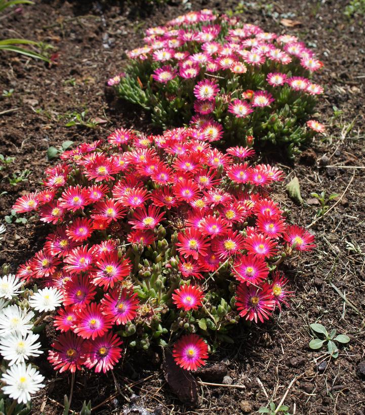 8" Delosperma cooperi Jewel of the Desert® 'Garnet' ('DSAM13-1') Jewel of the Desert® Garnet Iceplant: Patent PP27,013 1008515