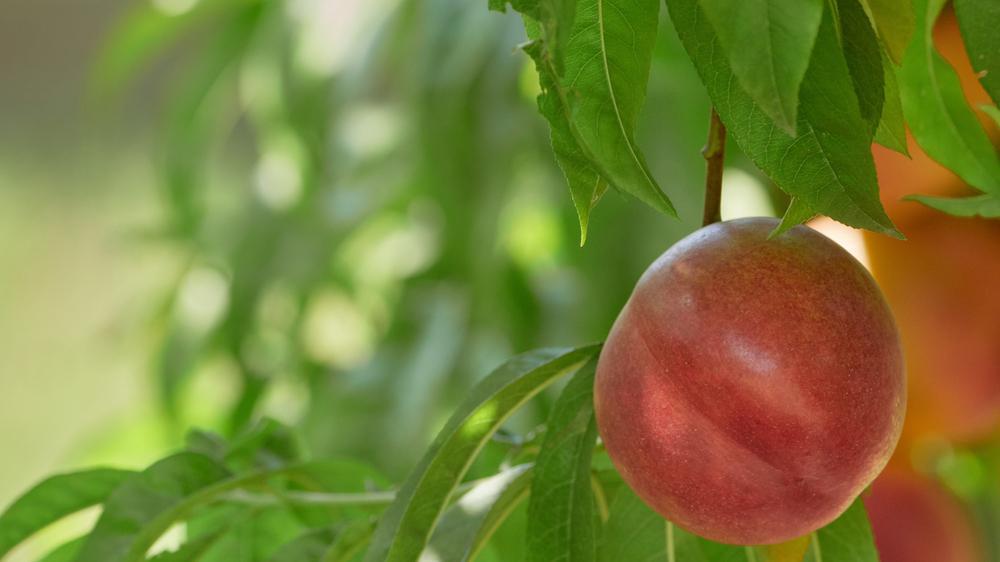 7G PRUNUS `RED GOLD` Redgold Nectarine 1001496