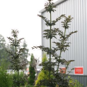 3G Sambucus nigra 'Laced Up' ('SNR1292') Laced Up® Elderberry: Patent PPAF 1009202