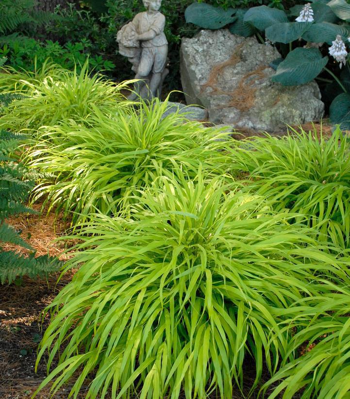 1G Hakonechloa macra 'All Gold' All Gold Hakone Grass Bunchgrass 1002864