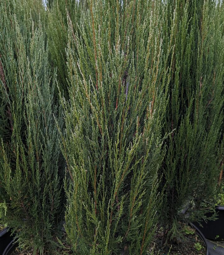 3G JUNIPERUS VIRGINIANA Scopuloram Blue Arrow (Red Juniper, Eastern Red Cedar) Blue Arrow Red Cedar 1003555