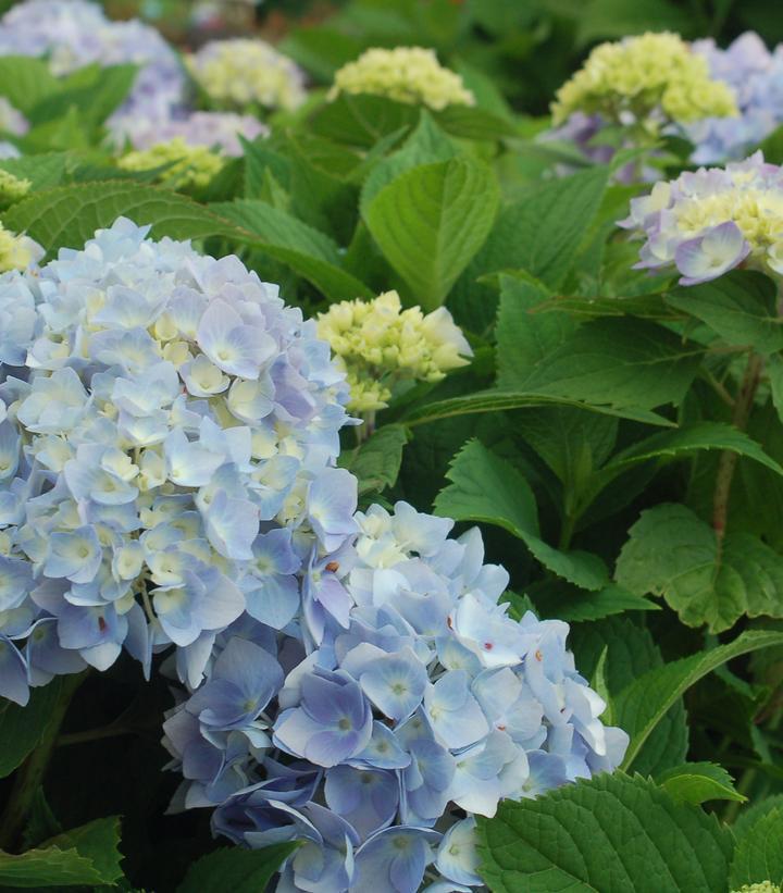 8" Hydrangea mac. Endless Summer® 'The Original' ('Bailmer') Endless Summer® The Original Hydrangea: Patent PP15298 1007517