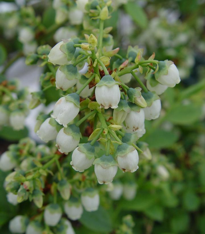 3G Vaccinium corymbosum 'Blue Gold' Blue Gold Blueberry 1008255