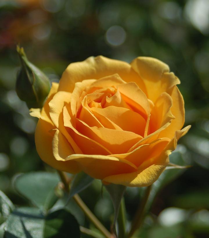 3G Rosa Easy-to-Love® 'Julia Child' ('Wekvossutono') Julia Child™ Floribunda Rose: Patent PP18,473 1005794