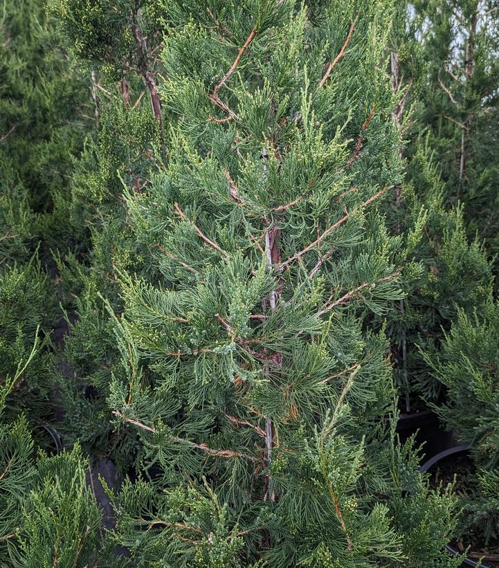 3G Juniperus c. 'Hetzii columnaris' Columnar Hetzi Juniper