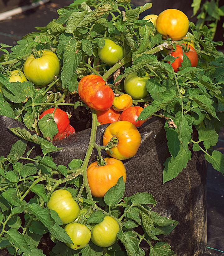 1G Tomato 'Bush Early Girl' Bush Early Girl Tomato 1005396