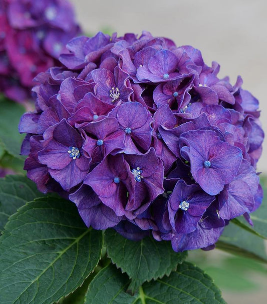 3G Hydrangea mac. 'Wee Bit Grumpy' ('Stragrum') Wee Bit Grumpy® Bigleaf Hydrangea 1012714