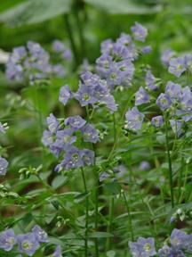 1G Polemonium 'reptans' Jacob's Ladder 1012875