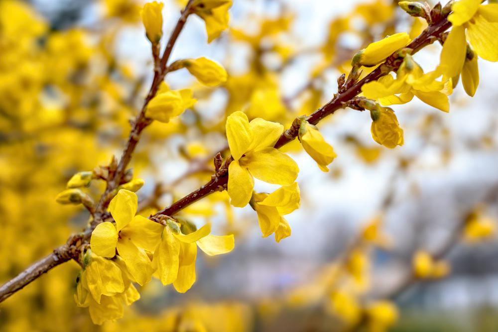 2G Forsythia Show Off® ('Mindor') Show Off® Forsythia: Patent PP19321 1003697