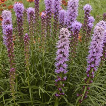 2G Liatris spicata 'Kobold' Original Kobold Original Gayfeather (Blazing Star) 1004139